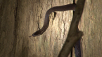 Golden-crowned Snake