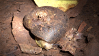 Southern Flat-coiled Snail