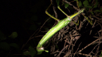 Goliath Stick Insect