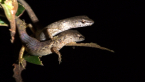 Orange-tailed Shade Skink