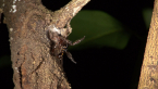 Trapdoor Spider