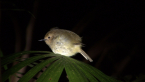 Large-billed Scrubwren