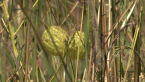 Balloon Cotton Bush