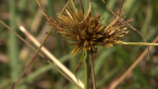 Sedge Inflorescence