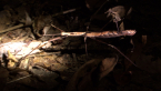 Stick Insect