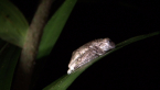 Emerald-spotted Treefrog