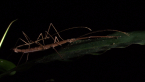 Mating Stick Insects