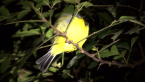 Eastern Yellow Robin