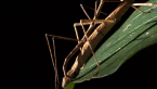 Mating Stick Insects