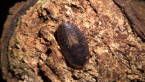 Native Cockroach