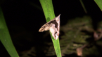 Erebidae Moth