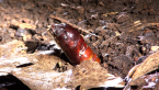 Moth Chrysalis