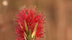 Crimson Bottle Brush Flower