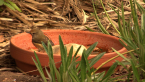 Brown Thornbill