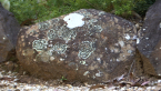 Lichens on Rock