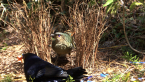 Satin Bowerbird Pair