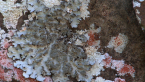 Lichens on a Post Box