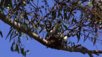 Magpie-larks