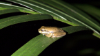 Whirring Tree Frog