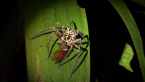 Spider with Prey