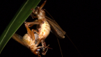 Mating Raspy Crickets