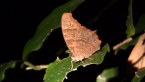 Evening Brown Butterfly