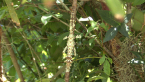 Spiny Leaf Insect