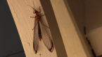Giant Orange Lacewing