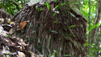 Bangalow Palm - Aerial Roots