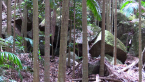 Volcanic Rocks