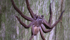 Huntsman Spider