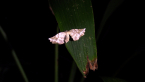 Geometrid Moth