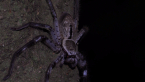 Grey Huntsman Spider