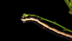 Moth Caterpillar