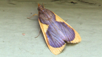 Crambid Moth
