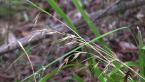 Weeping Rice Grass
