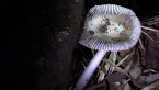 Unidentified Fungus