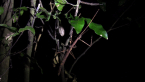 Gorgon Stick Insect