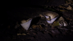 Mystery Fungi
