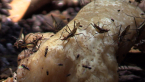 Stilt-legged Flies