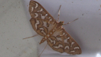 Crambid Moth