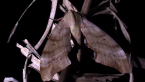 Hawk Moth