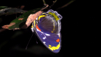Jezebel Nymph