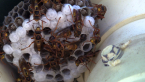 Common Large Paper Wasp