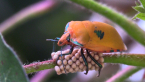 Cotton Harlequin Bug