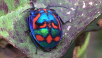 Cotton Harlequin Bug