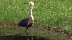 White-necked Heron