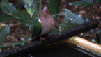 Brown-capped Emerald Dove