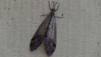 Banded Lacewing