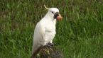 Sulphur-crested Cockatoo